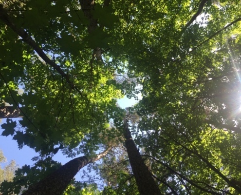 Waldbaden erleben